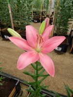 [4026 Indian Summerset No102.JPG]